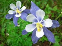 Colorado Rocky Mountain Columbine