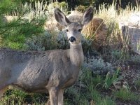 Red Feather Lakes deer oustide window at home