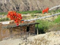 Ocotillo Blooms Over Contrabado Movie Set