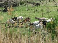 Los Chivos de Mexico en el Rio Grande