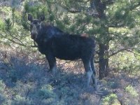 Red Feather Moose Crystal Lakes Colorado