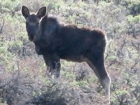 Red Feather Moose Crystal Lakes Colorado