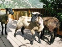 Vickers Ranch Sheep