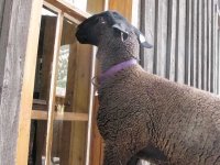 Vickers Ranch Sheep