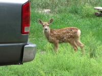 Fawn visits workamper site at Vickers Ranch