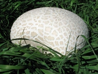 Giant Mushroom Lake City, CO