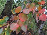 Henson Creek Lake City Colorado Aspen Leaves