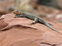 Goosenecks Utah State Park Desert Lizard