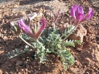 Goosenecks State Park Utah Wildflower