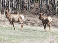 Wild Elk Herd at Vickers Upper Ranch Lake City, CO