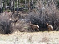 Wild Elk Herd at Vickers Upper Ranch Lake City, CO