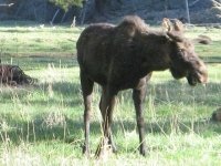 Bull Moose at Vickers Ranch Lake City, CO