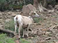 Alpine Loop Bighorn Sheep Ewe Cinnamon Pass Colorado