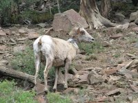 Alpine Loop Bighorn Sheep Ewe Cinnamon Pass Colorado