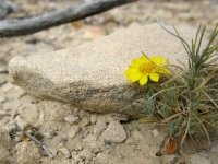 Croton Springs Wildflower Big Bend Texas Backcountry RV Boondocking Hike