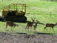 Deer Visit Our Ranch Workamping RV Site