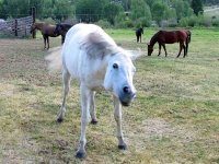 Vickers Ranch Trail Horses Lake City Colorado