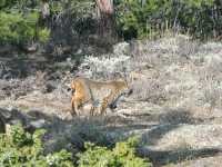 Bobcat at Jerry's Acres Red Feather Lakes, CO