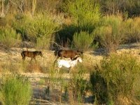Caballos Mexicanos, Big Bend Ranch State Park