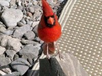 Western Cardinal Big Bend Ranch State Park