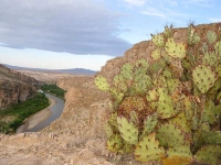 Big Bend Rio Grande Overlook Cacti