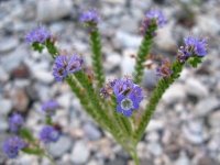 Black Gap WMA Texas Spring Wildflowers
