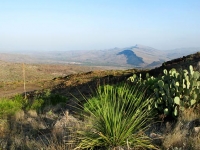 Black Gap WMA Texas Spring Cacti