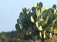 Black Gap WMA Texas Spring Bird on Cacti
