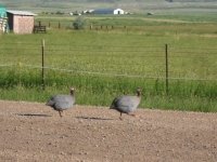 Colorado Horse Property Guinea Hens