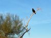 turkey vulture