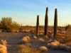 Quartzsite Arizona Cactus Sunrise