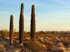 Quartzsite Arizona Cactus Sunrise