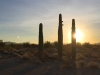 Quartzsite Arizona Cactus Sunrise