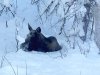 Willow Moose