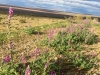 Chocolate Mountains Desert Flowers after Rain