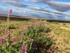 Chocolate Mountains Desert Flowers after Rain