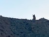 canal coyote