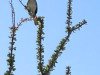 030626w_borreg-6305