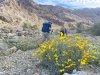 desert wildflowers