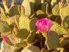 desert cactus