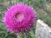 Luckenbach, Texas  Thistle Wildflowers