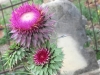 Luckenbach, Texas  Thistle Wildflowers