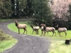 Morning Elk in Westfir, Oregon