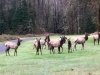 Morning Elk in Westfir, Oregon