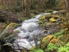 Westfir Oregon Forest Stream