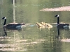 Westfir Oregon Canada Goose Goslings