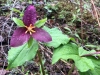 Westfir Oregon Forest Wildflowers