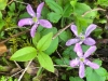 Westfir Oregon Forest Wildflowers