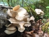 Westfir Oregon Forest Mushrooms