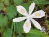 Forest Lily Westfir Oregon Wildflower